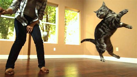 Awesome Cats In Slow Motion (1,500fps) - YouTube