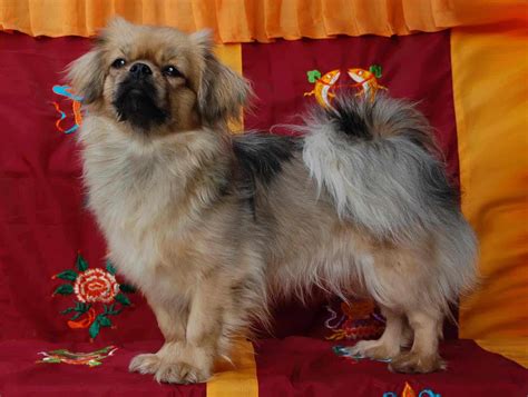 Tibetan Spaniel - SpockTheDog.com