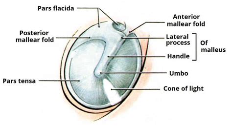 The External Ear - Structure - Function - Innervation - TeachMeAnatomy