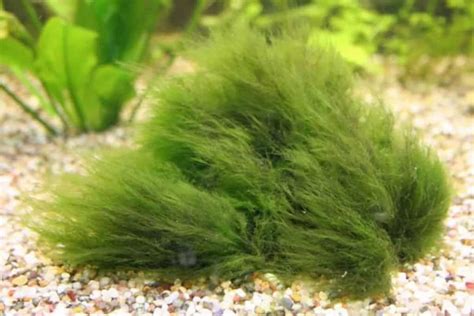 How to Remove Hair Algae in Aquariums - Shrimp and Snail Breeder