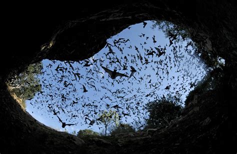 bats, Mammal, Bat, Chiroptera, Flock, Swarm Wallpapers HD / Desktop and Mobile Backgrounds