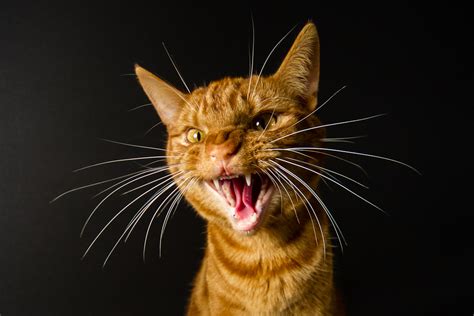 Very angry cat | alittleaustrian.com