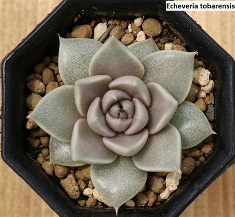 Echeveria tobarensis / 20 seeds - UnusualSeeds