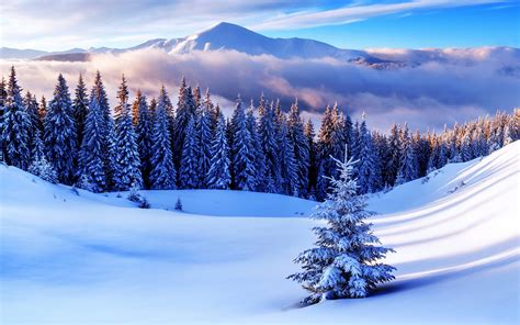 Wallpaper Spruce Winter Nature Mountains Snow Scenery 3840x2400