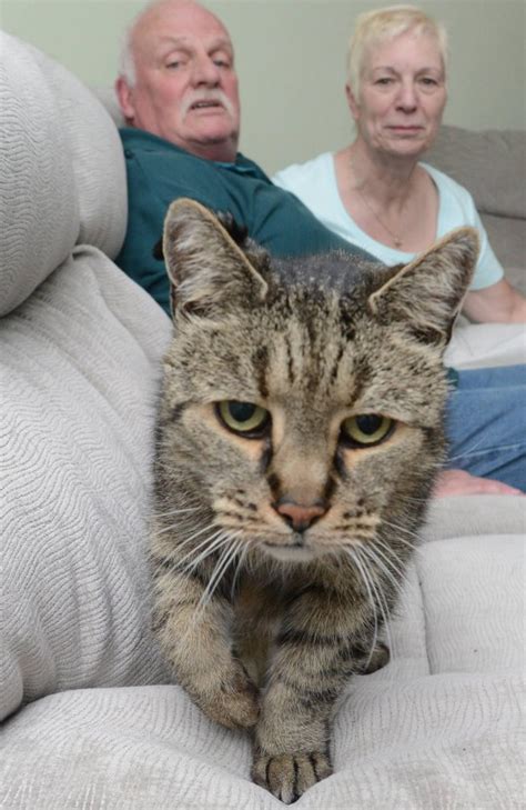 World's oldest cat dies at the age of 32 (that's 144 in cat years ...