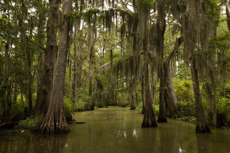 A swamp in Louisiana [OC] [2999x1999] : r/EarthPorn