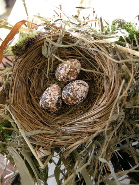 House Finch Eggs by OfNatureDesigns on Etsy