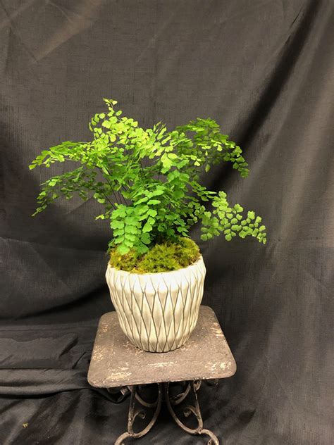 Maidenhair Fern - Flower Mart