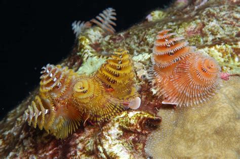 14 Fun Facts About Marine Bristle Worms | Science | Smithsonian