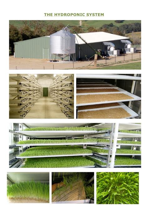 Green Fodder Hydroponics