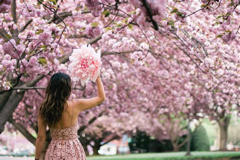 Cherry Blossoms DC 2018: Insider's Guide, Everything You Need to Know