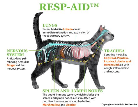 Resp-Aid™ Remedy for Cat Respiratory Infections | NHV