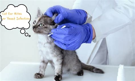 Cat Ear Mites vs Yeast Infections: How to Treat?