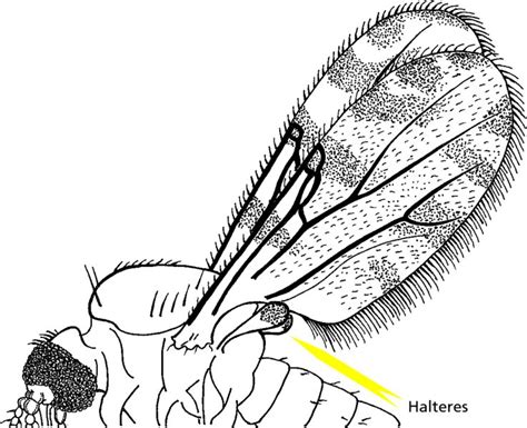 Arthropods part 1: introduction and insects | Veterian Key