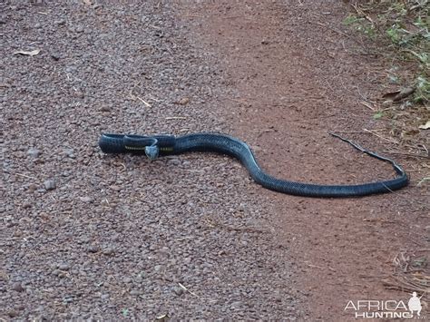 Snake Congo | Hunting