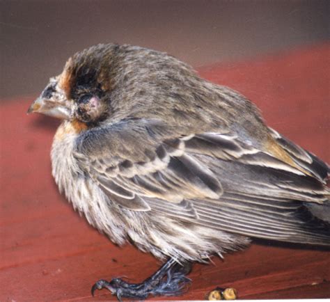 Sick Birds and Bird Diseases - FeederWatch