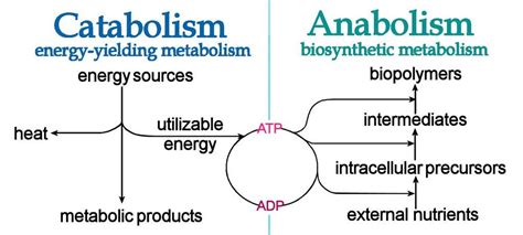 Understanding Ketogenesis: Anabolism and Catabolism | by Stephen Decker ...