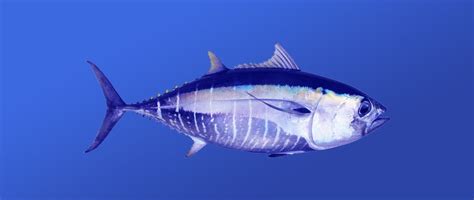 The Bigeye Tuna | Critter Science