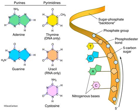 Nucleic Acid Structure | Carlson Stock Art