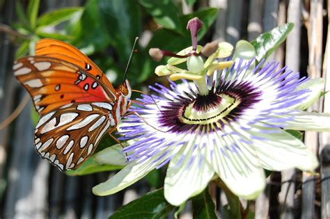 Gulf Fritillary Butterfly on Blue Passion Flower | Steve W Lee | Flickr