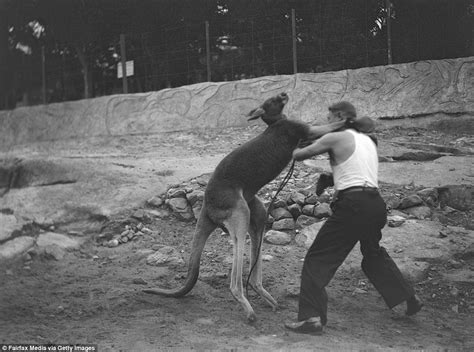 Kangaroos pictured wearing boxing gloves and throwing punches | Daily Mail Online