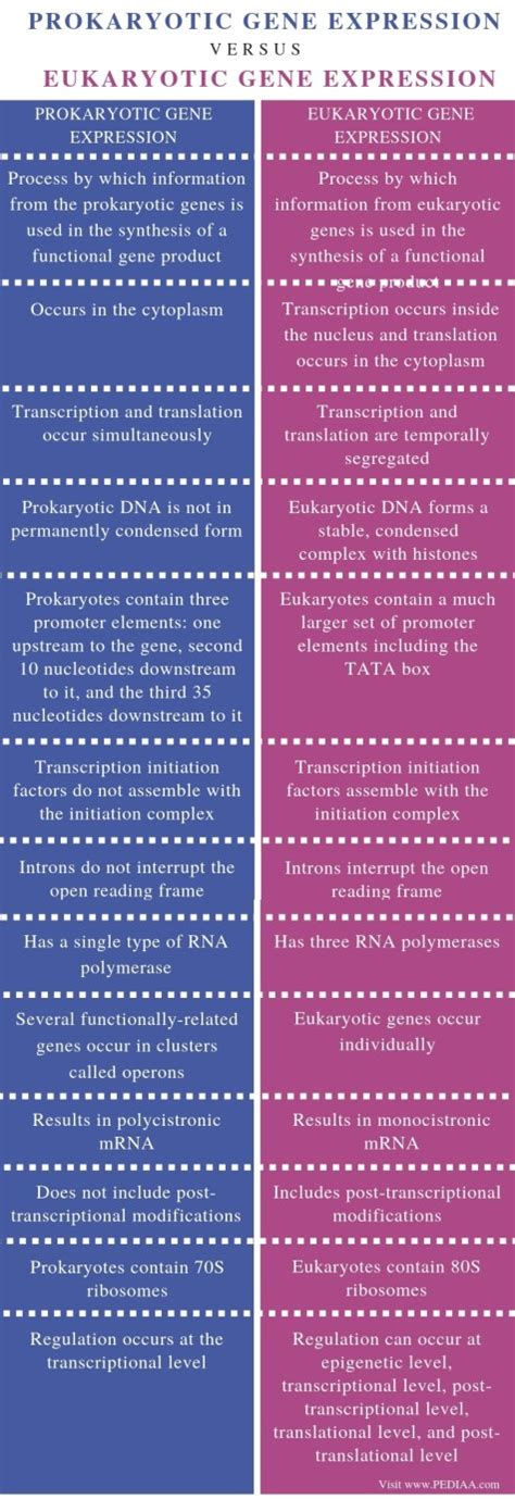 What is the Difference Between Prokaryotic and Eukaryotic Gene ...