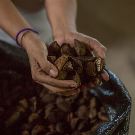 How Brazil Nuts Are Harvested | NOW Foods