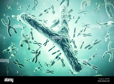 Chromosome mitosis hi-res stock photography and images - Alamy