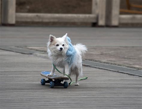 A dog with a skateboard. : photoshopbattles