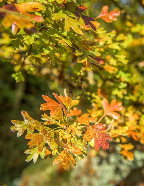 Sycamore Tree Fall Colors Stock Images - Download 234 Royalty Free Photos