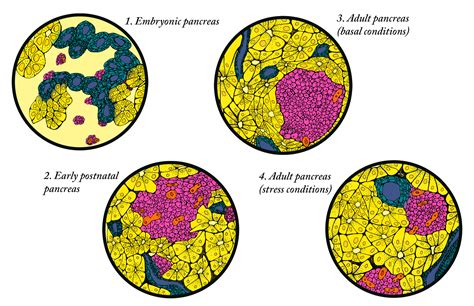 Regenerating Beta Cells: a figure — The Illustrated Lab