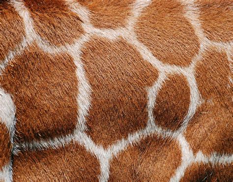 Giraffe Fur Texture stock photo. Image of material, patterns - 19612938