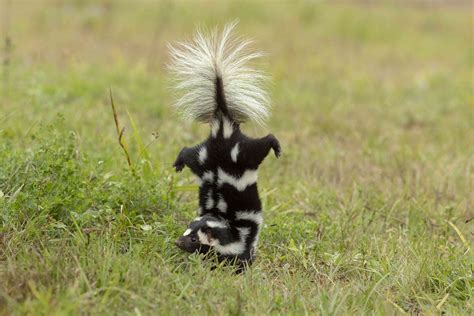 8 Fascinating Skunk Species