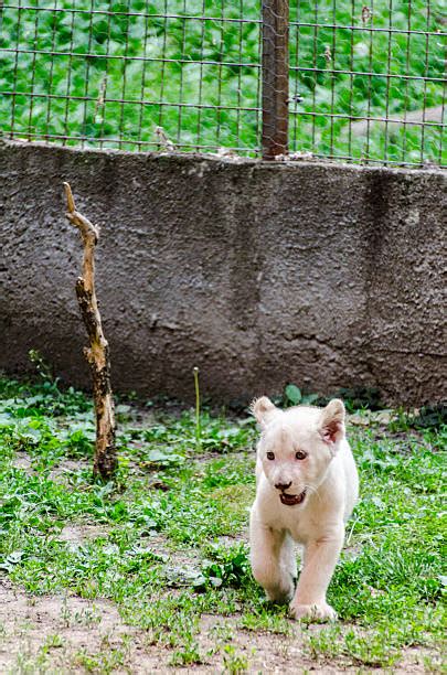 20+ White Albino Lion Cub Stock Photos, Pictures & Royalty-Free Images ...