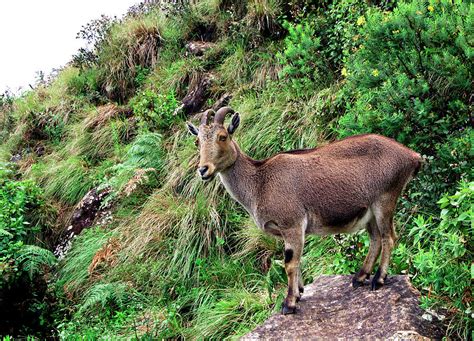 Female Nilgiri Tahr Photograph by K Jayaram/science Photo Library ...