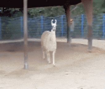 Drama Llama GIFs - Find & Share on GIPHY