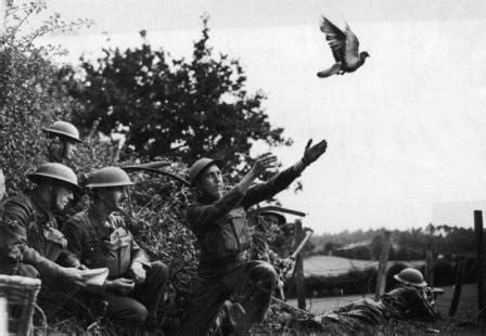 WWI Animals: Pigeons Save the Day | Michelle Ule, Author