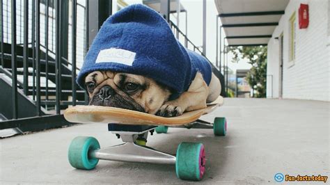 Pug on a Skateboard You Must see it - stunningfun.com