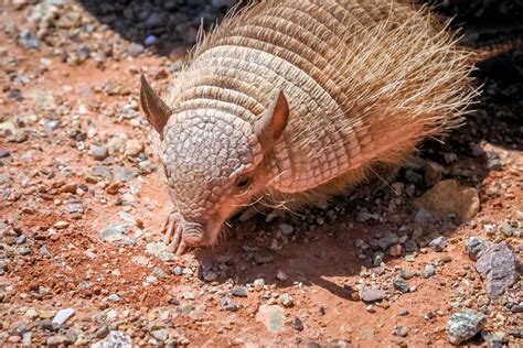 Armadillo » Características, Alimentación, Hábitat, Reproducción ...