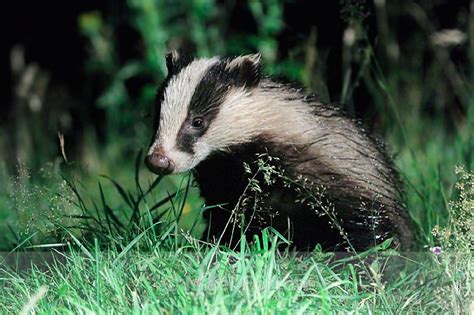 Young Badger at night from the Speyside Wildlife hide