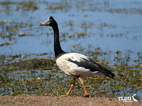 Magpie Goose | The Land Down Under