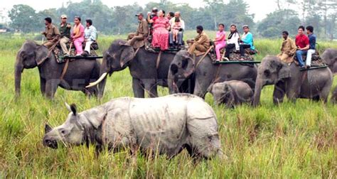 Tiger and Elephant Safari India - Sai India Travel