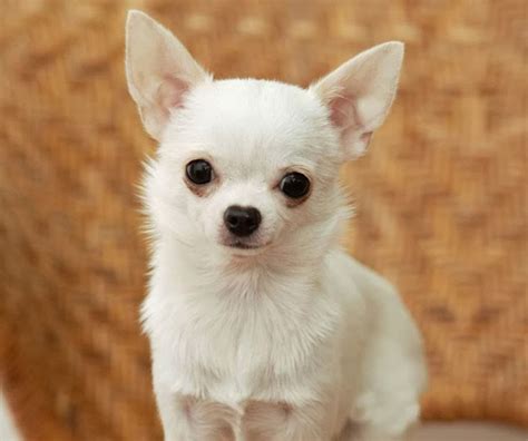 apple head chihuahua | different breeds of dogs| cute dogs pictures