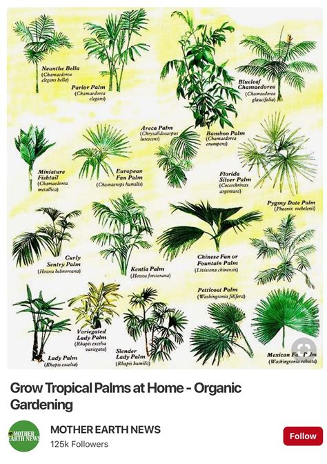 Pin by Von Nelson-Love on Jungle Love | Tropical house plants, Palm ...