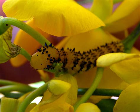 My Florida Backyard: Mellow Yellow