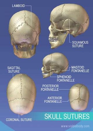 Axial Skeleton | Learn Skeleton Anatomy