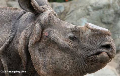 Hornless Black Rhinoceros (Diceros bicornis) -- its horn has been removed