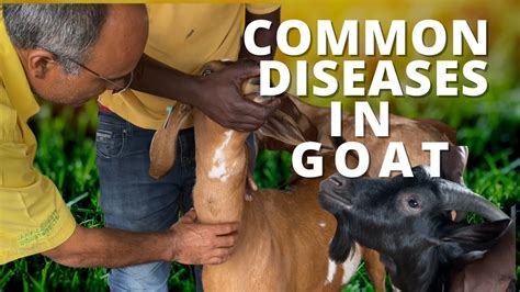 COMMON DISEASES IN GOAT & SHEEP/ MANAGING INTERNAL PARASITES - YouTube