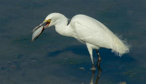 Eastern Great Egret | Grasslands