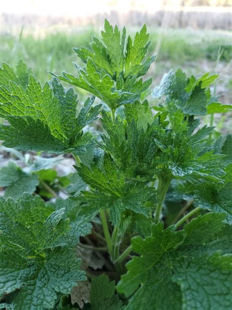 Motherwort – its Uses & Benefits | theHERBAL Cache